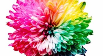 The Culture of Nature: Queer Ecology & Herbal Medicine