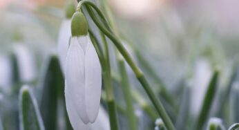 Spells for Spring Awakening