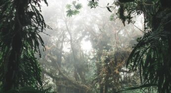 Top 10 Medicinal Plants from the Amazon Rainforest