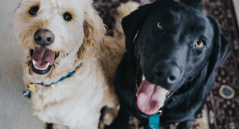 CBD is for Cats and Dogs Too
