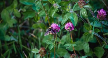 Red Clover for Hormonal Health