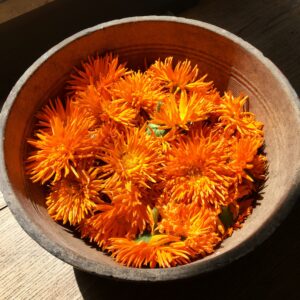 Calendula