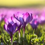 Flowers for Spring Protection
