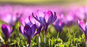 3 Spells for the Spring Equinox