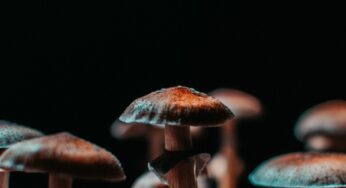 The Magic of Microdosing Psychedelics