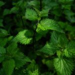 Nourish yourself with nettle