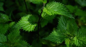 Nourish Yourself with Nettle
