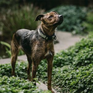 CBD Oil for Dogs & Other Furry Friends
