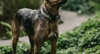 CBD Oil for Dogs & Other Furry Friends