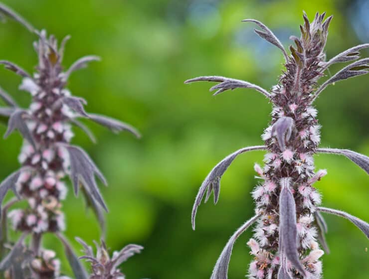 motherwort blooms in the meadow