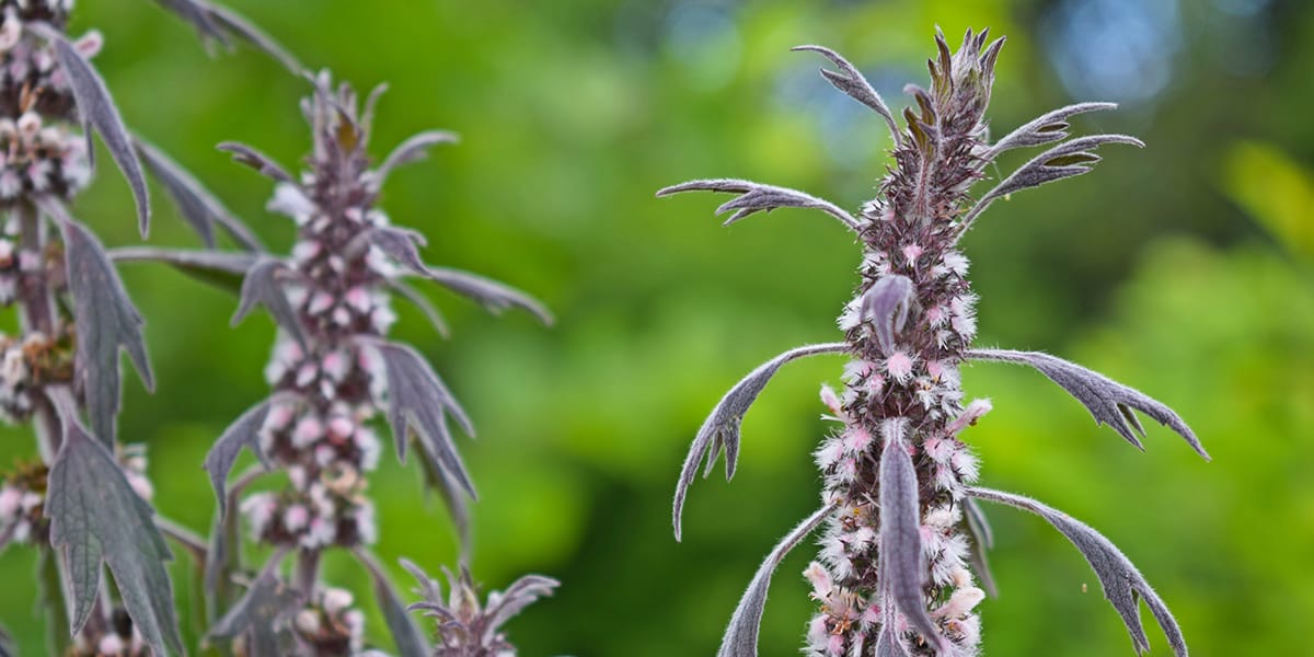 motherwort blooms in the meadow