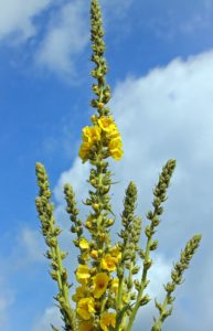 Mullein Root