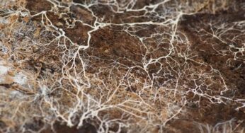 Living Soil: Why Mycoremediation is Needed Now