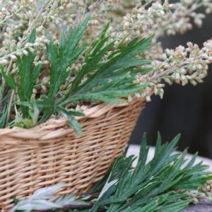 Mugwort in a basket