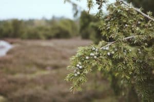 Juniper branch