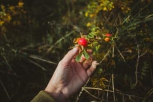 Rosehips and a hand.