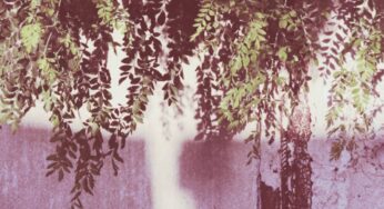 Winter Nourishment and Detoxification with Moringa