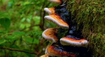 Ingredient Spotlight: Artist’s Conk & Red Belted Conk