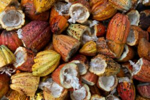 Cacao fruit, pre processing