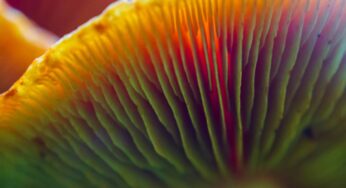 Mycologist Of The Month: Bre Jenkins