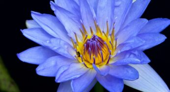 Blue Lotus: Unveiling the Mysterious World of Nature’s Calming Botanical