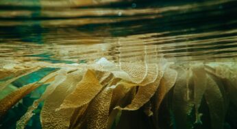 The Alchemical Elements of Kelp