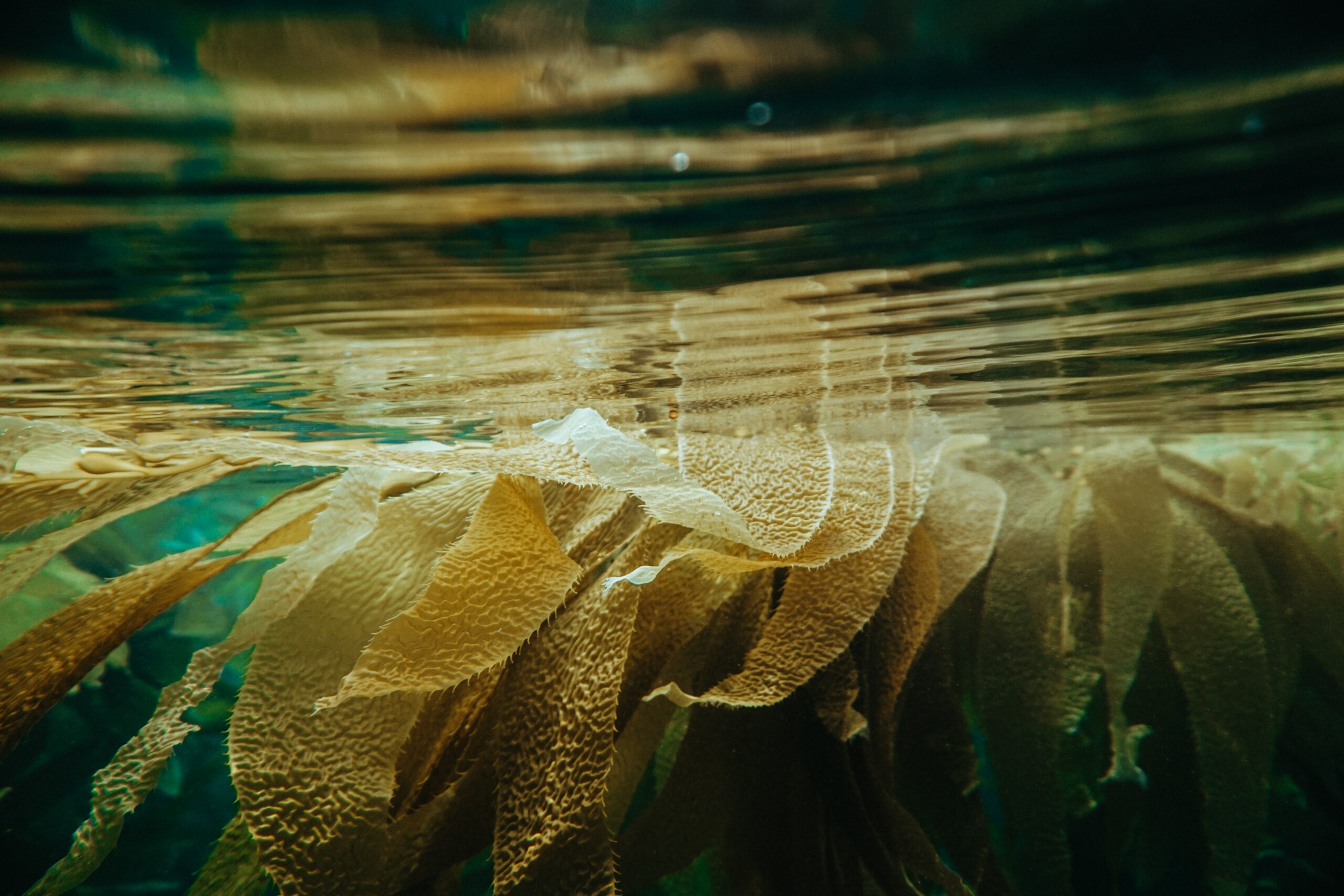 The Alchemical Elements of Kelp | The Alchemists Kitchen