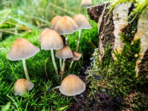 CBD Interactions with Magic Mushrooms