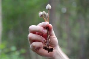 A hand holding up unspecified mushrooms.