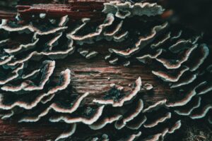 Turkey tail mushroom on a log