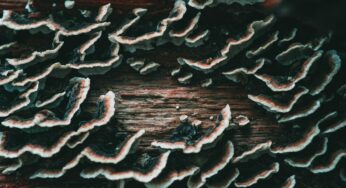 The Immunity Boosting Power of Turkey Tail