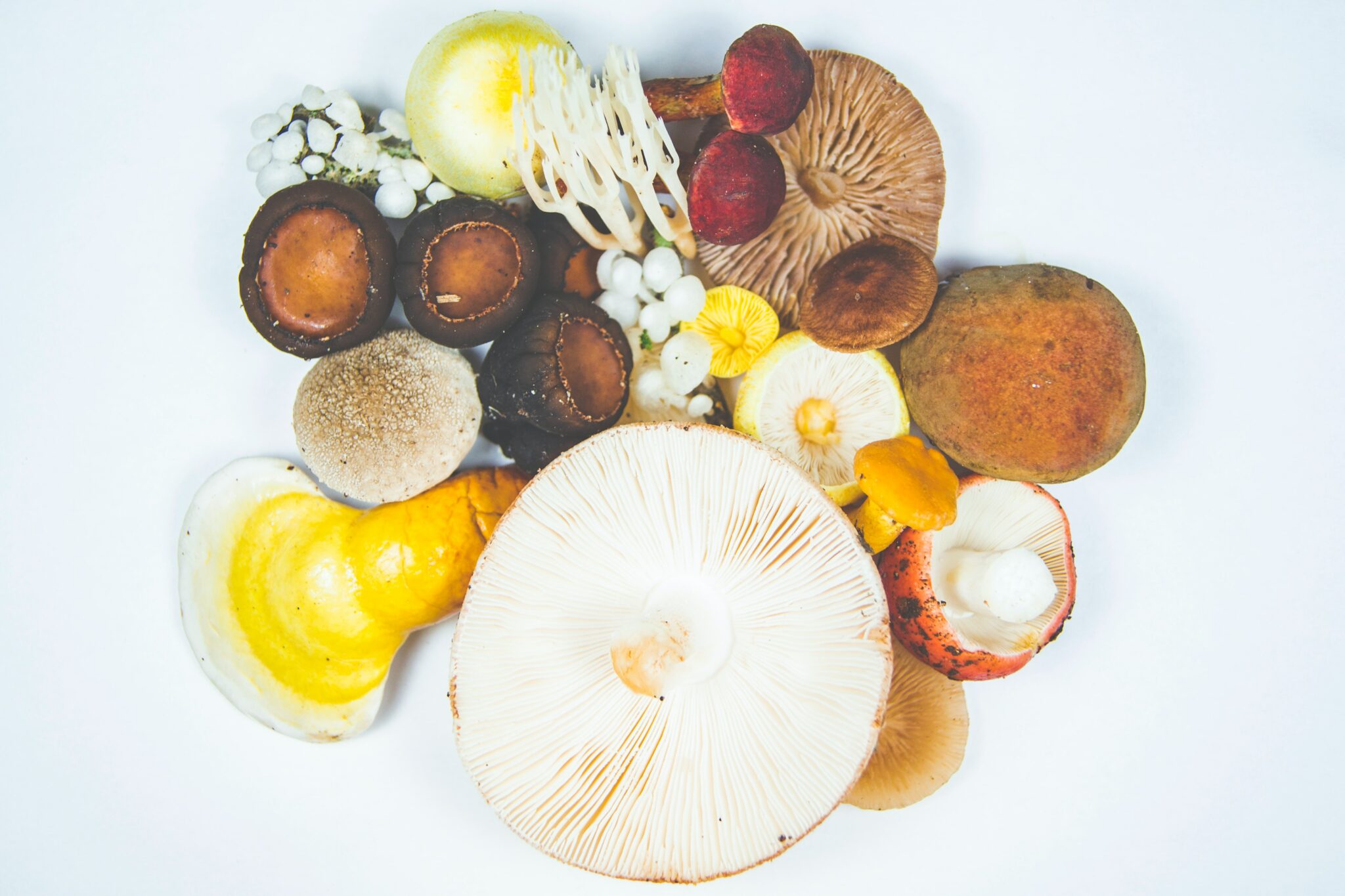 Alzheimer’s Awareness Month: Mushrooms For Brain Health - The Alchemist ...