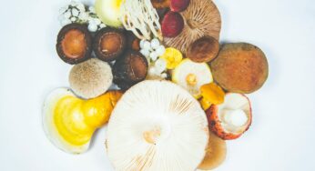 Alzheimer’s Awareness Month: Mushrooms For Brain Health