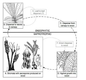 Viaphyte Life Cycle