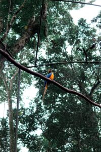 A parrot on a tree in the Amazon rainforest