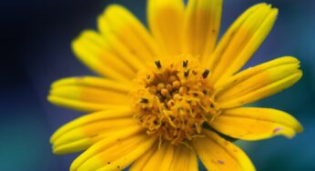 Arnica: The Pain-Relieving Herb