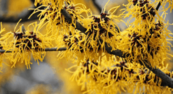 Herb Profile: Witch Hazel