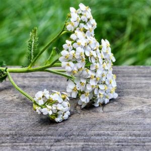 Yarrow: Ancient Herb of Healing, Protection, and Power