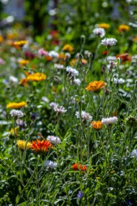 Calendula